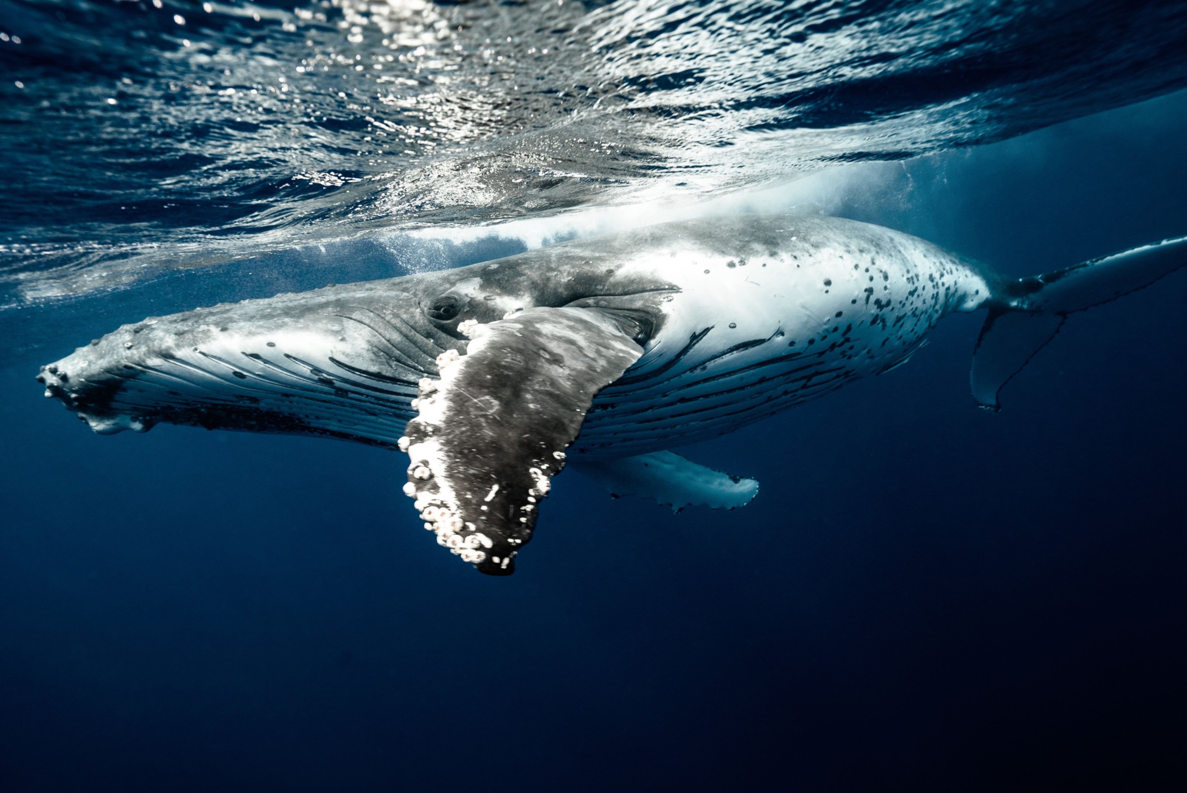 Baleine sous la surface